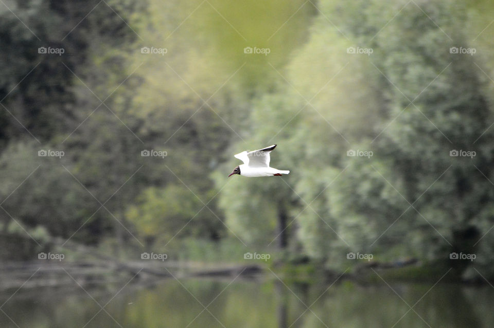 flight of seagulls over the river