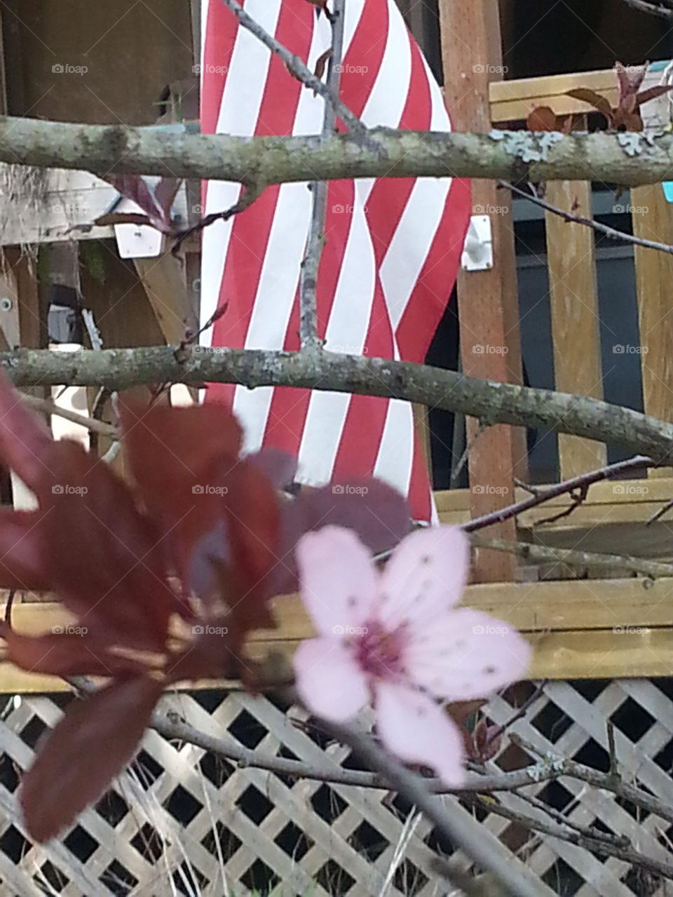 flag and blossoms