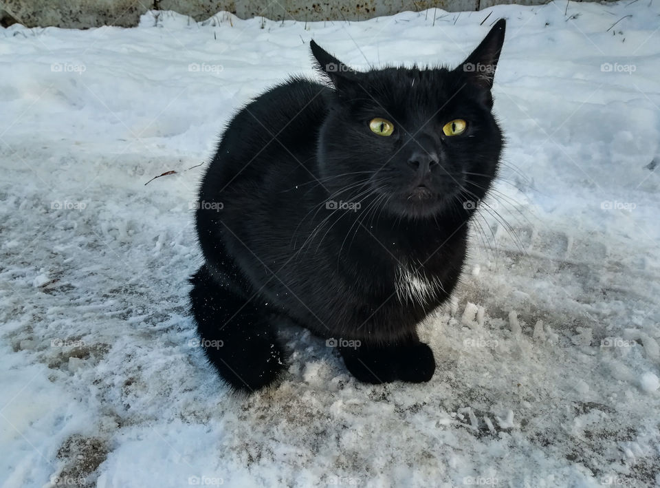 cute curious black cat on the snow, winter