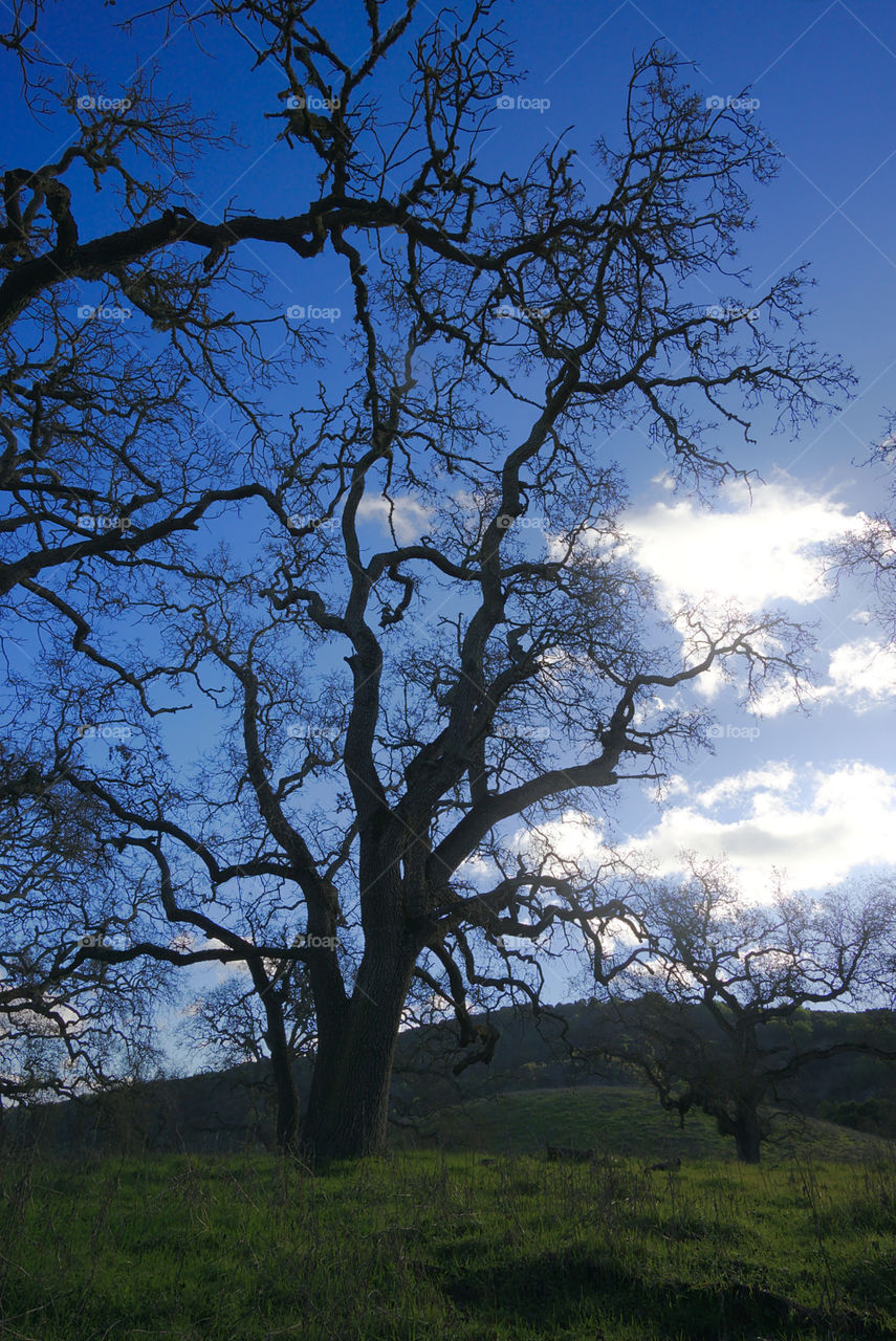 Lonely branches 