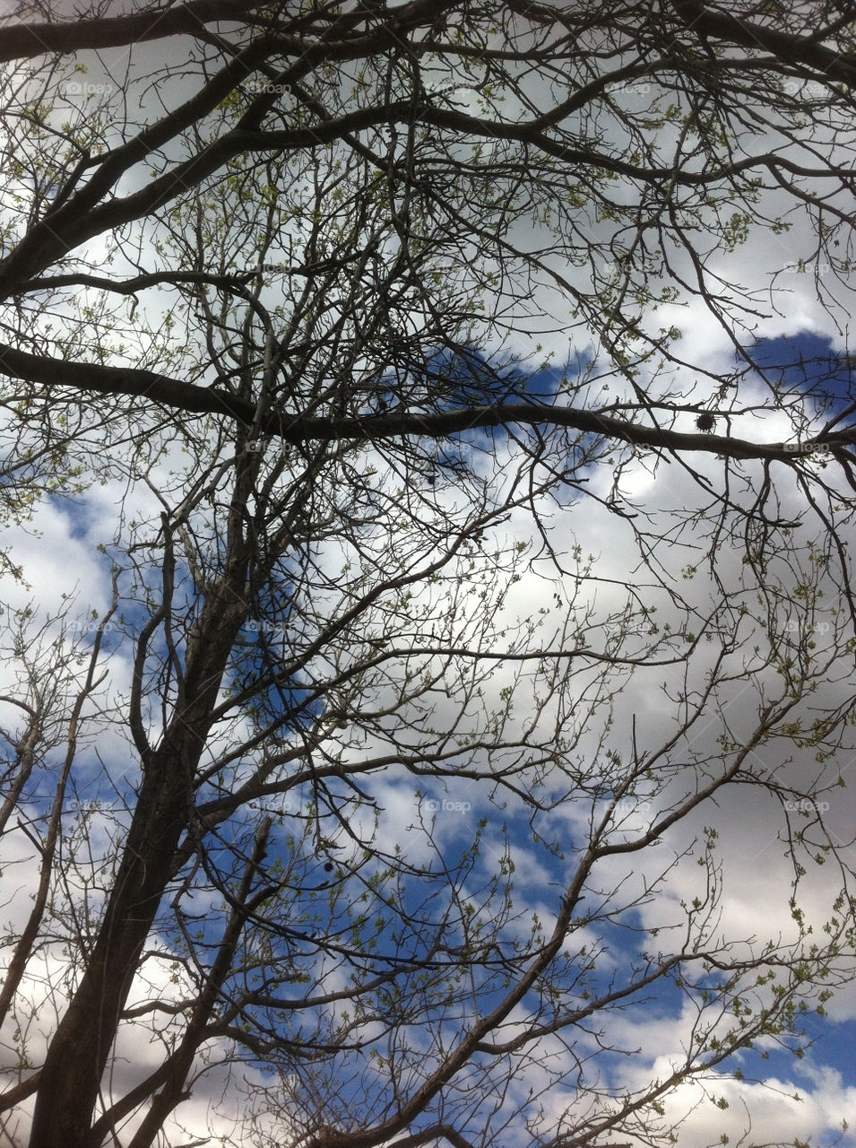 sky blue white clouds by king