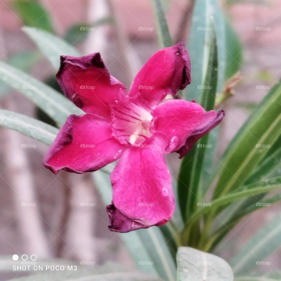 Beautiful red flower