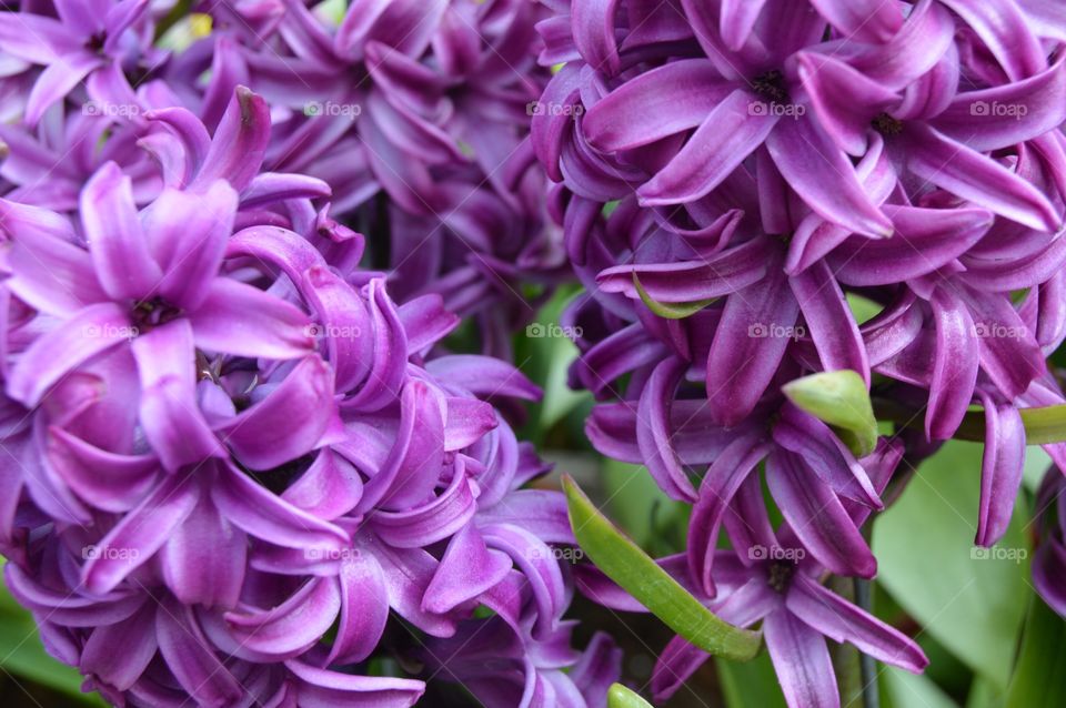 Purple Hyacinth