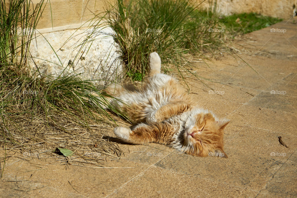 A stray red cat relaxing in the sun 