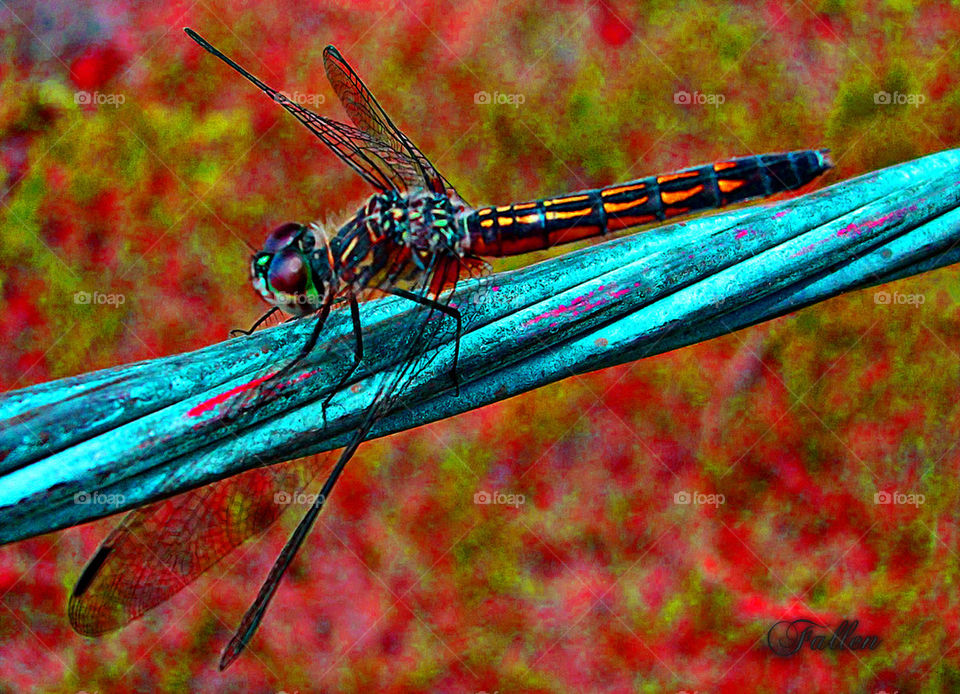 dragonfly4