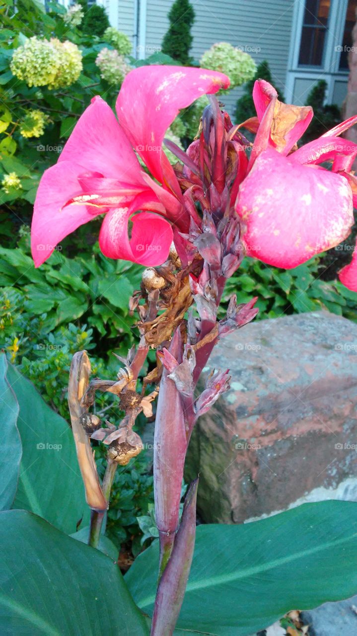 Flower, No Person, Nature, Leaf, Flora