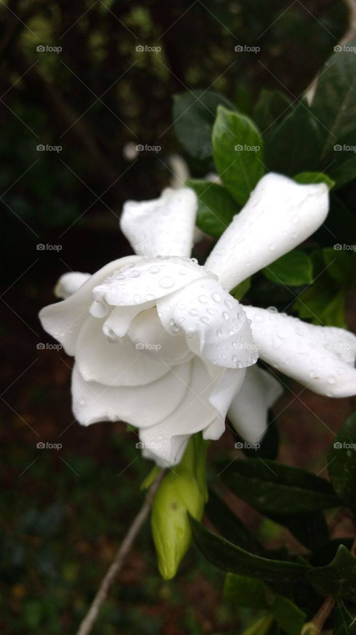 beautiful macro shots- White Gardenia