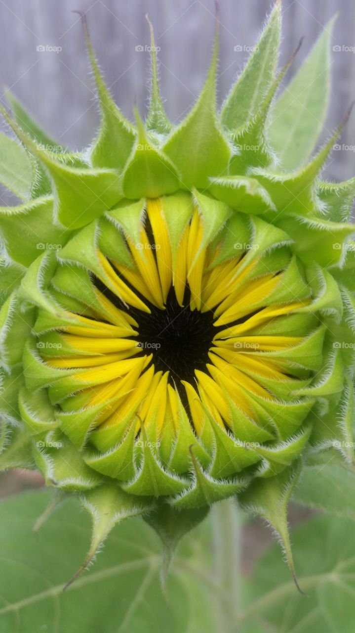 blooming. a beautiful sunflower getting ready to show all its beauty.