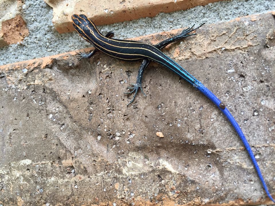 Skink