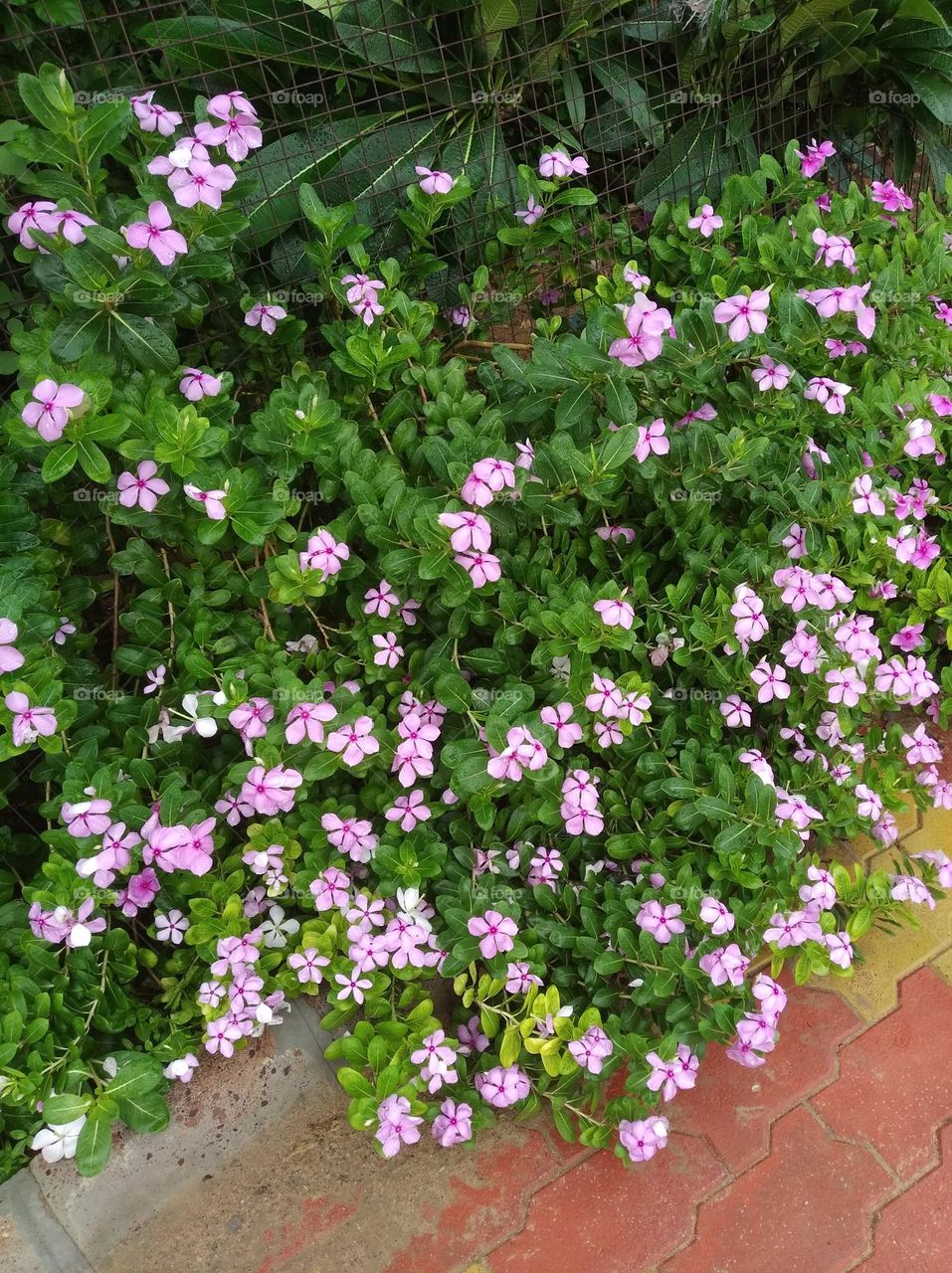 periwinkle pink flower seasonal fresh shurb small size looks very beautiful generally found everywhere