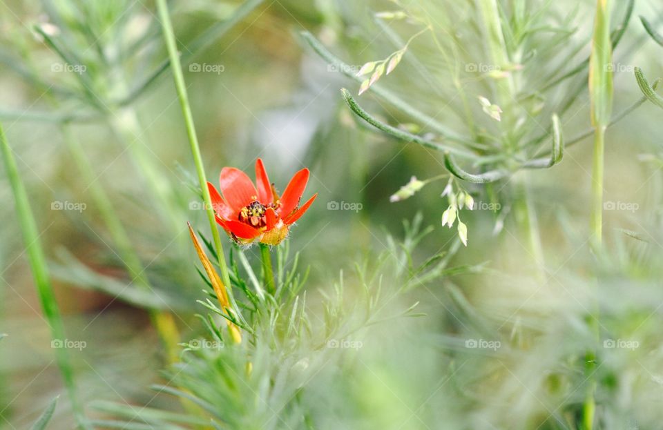 Red spring flower