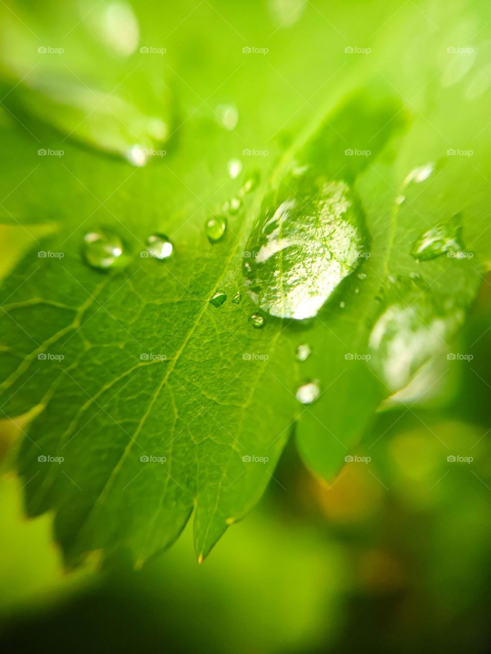 A drop of water on a green leaf