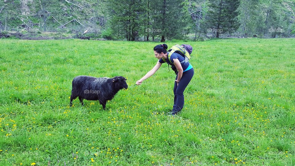 Kate feeding sheep