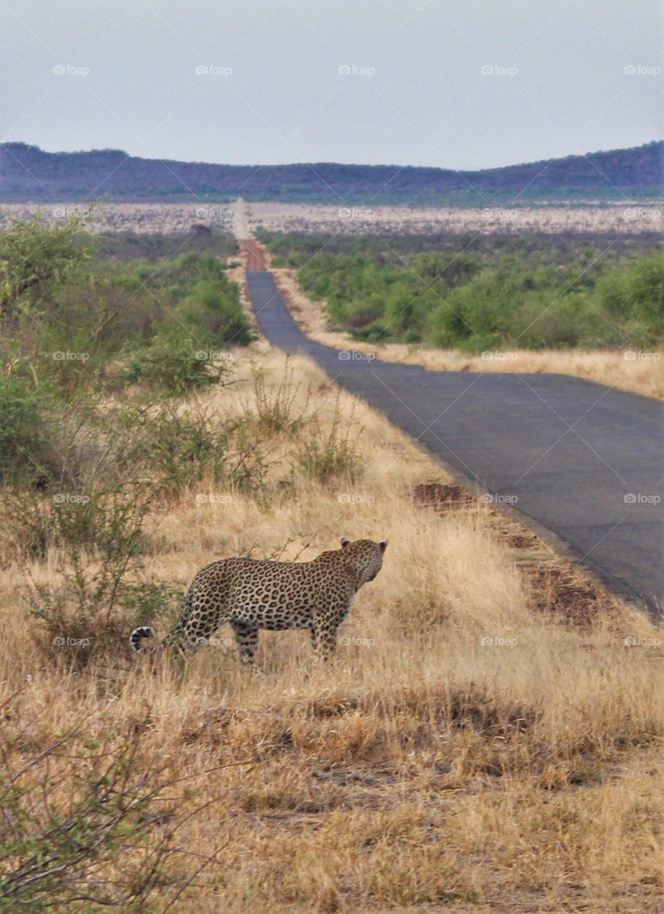 A leopard looks for prey from a high point in the road 