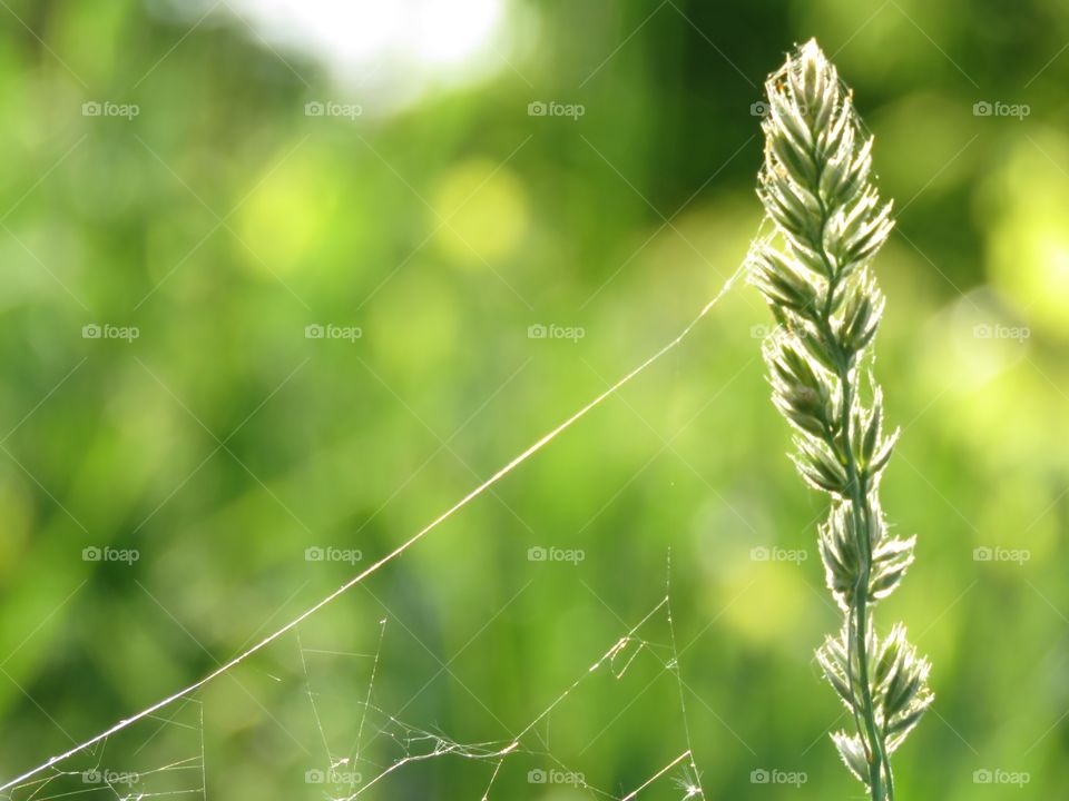 A spider web built between grass reflects in the afternoon sun.