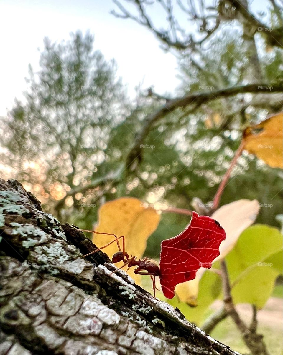 Summer vs fall. Fall.  Closeup of a cutter ant carrying a red leaf from my Bradford pear tree! 🐜