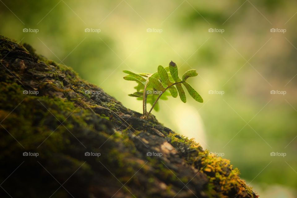 verdes que refrescan