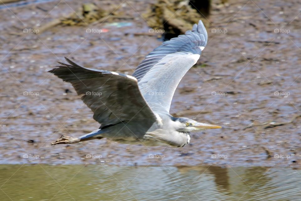 Gray heron in flight 