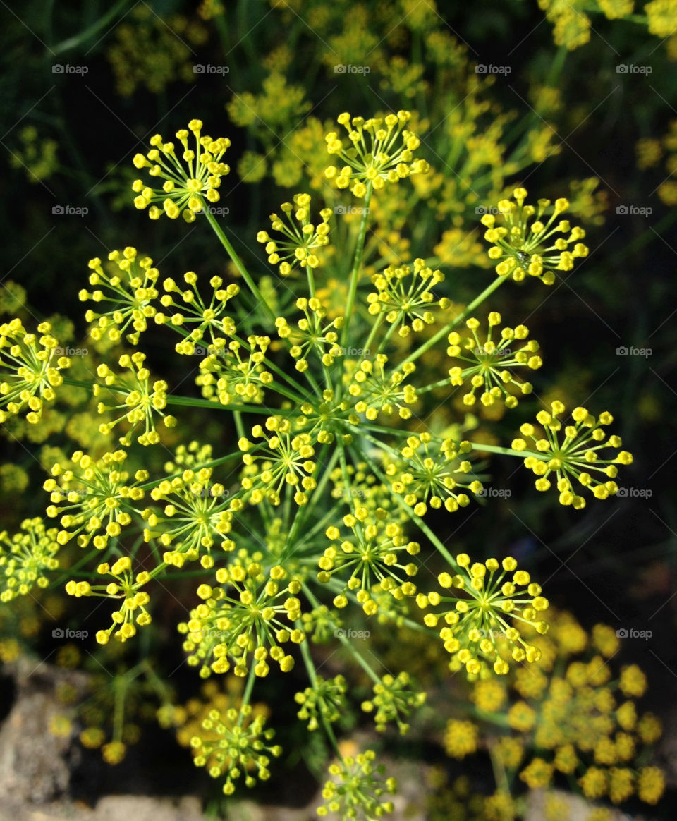 green yellow plants flower by jempa