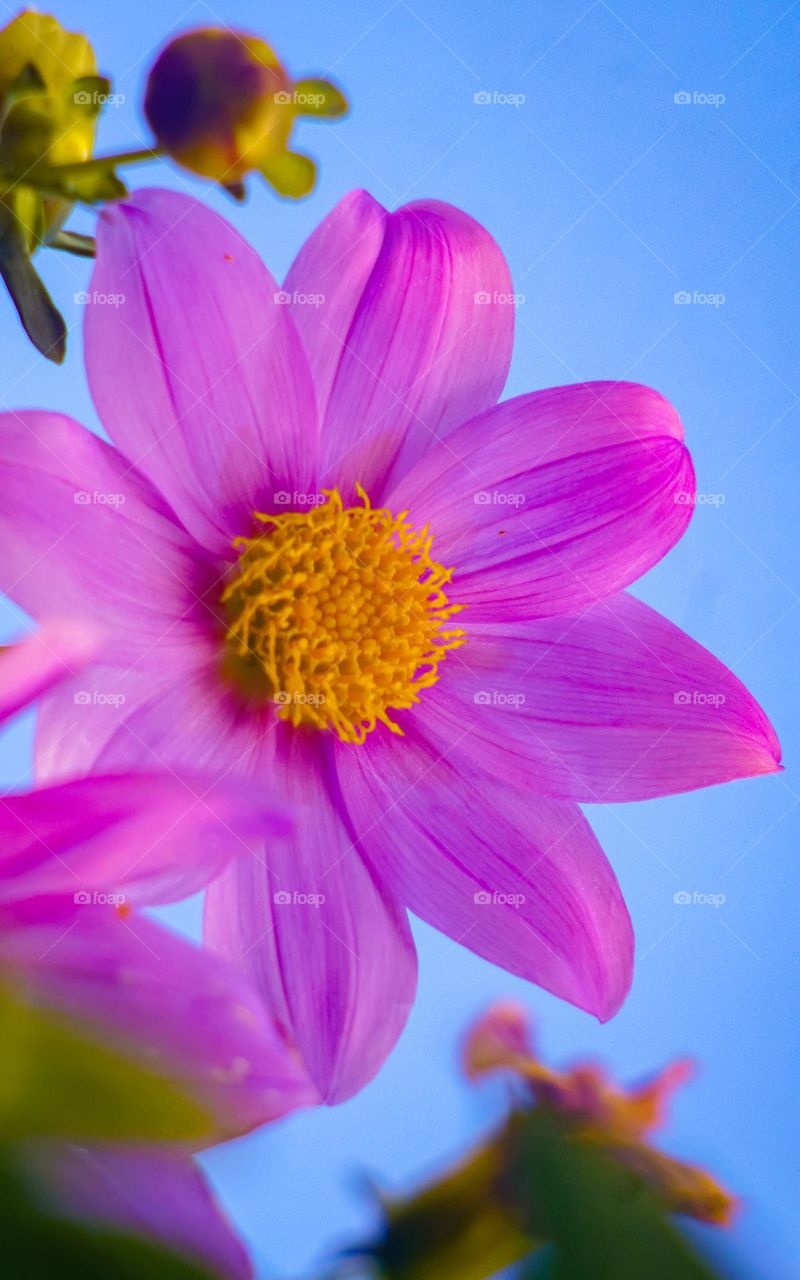 very beautiful flower with pink color