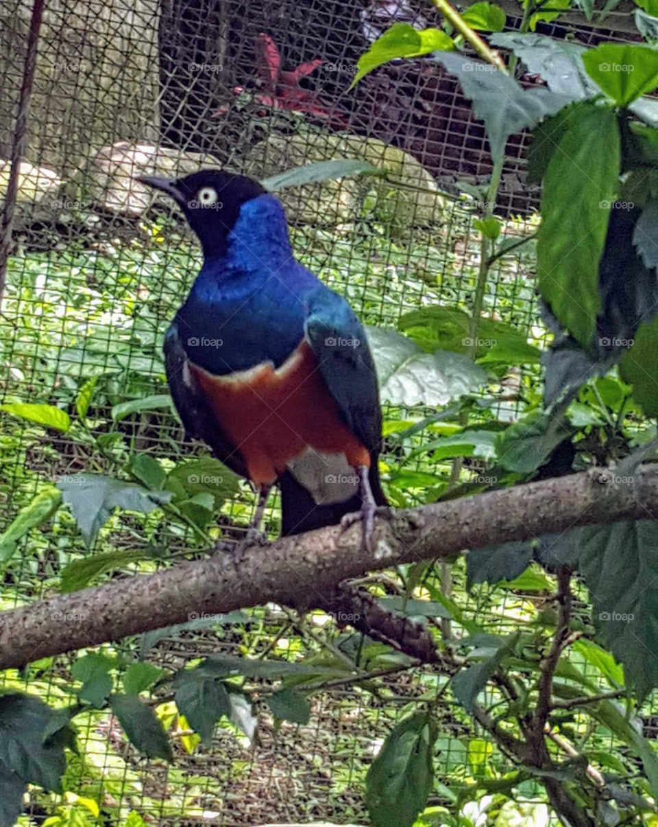 colorful bird