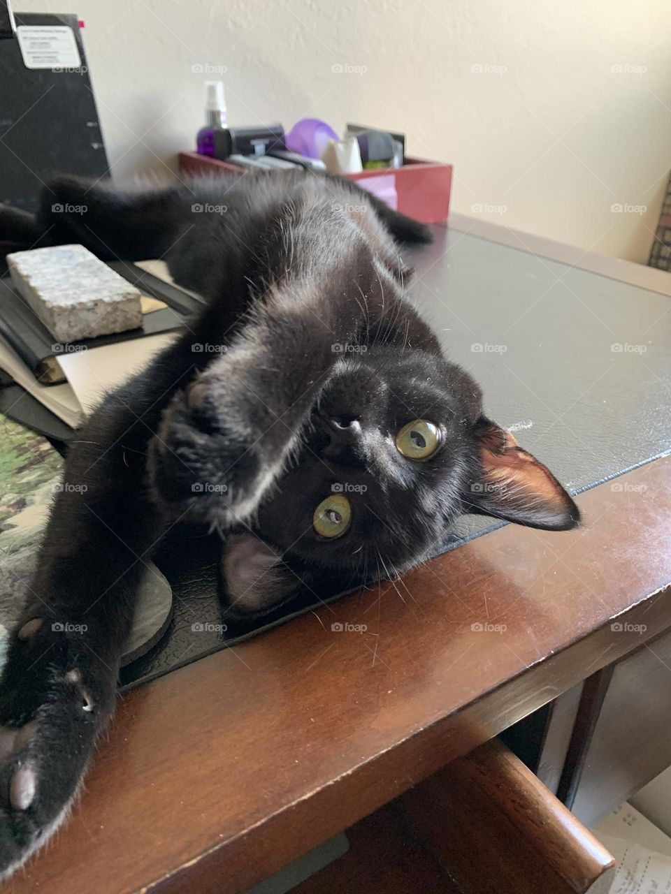 Black cat stretches 
