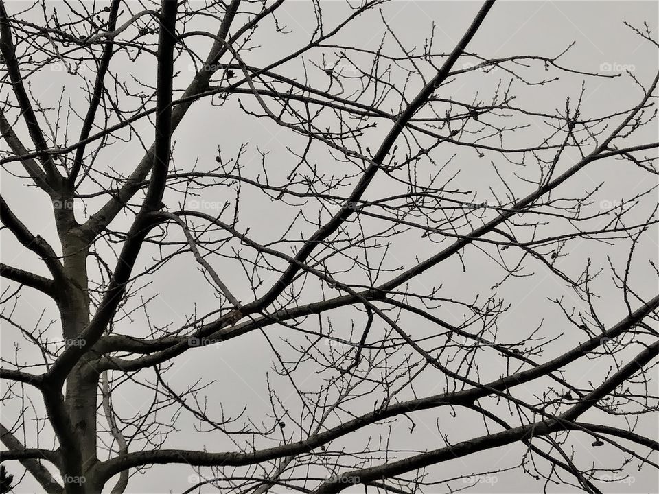 dark branches