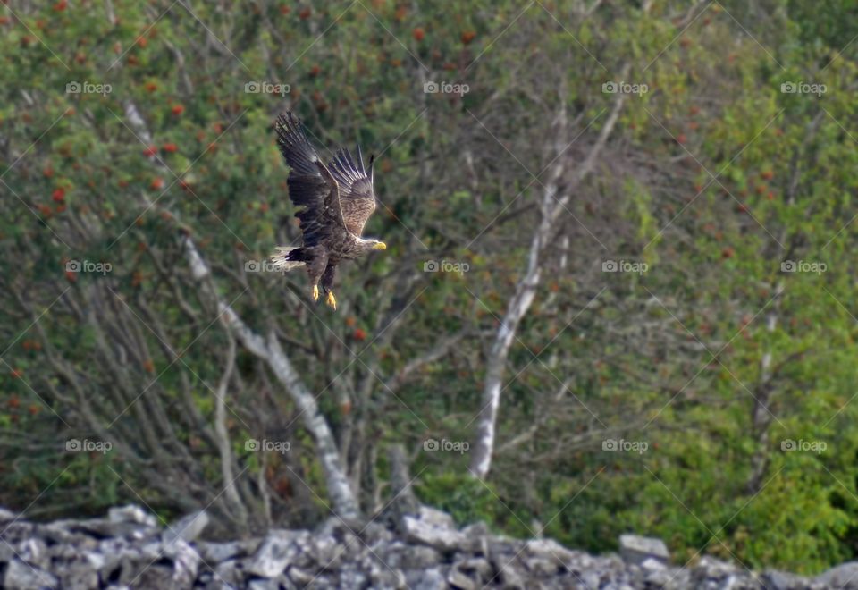 Flying Seaeagle