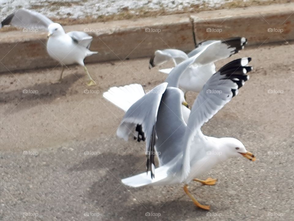 seagulls