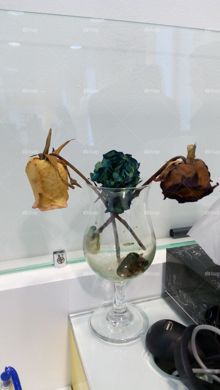 Roses in winter colors