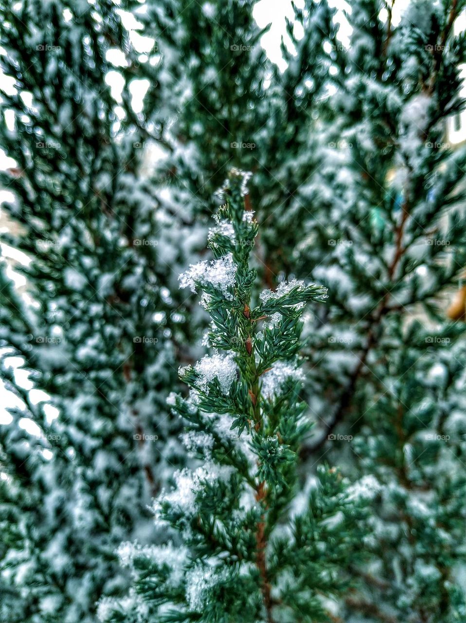 Snowy Christmas tree