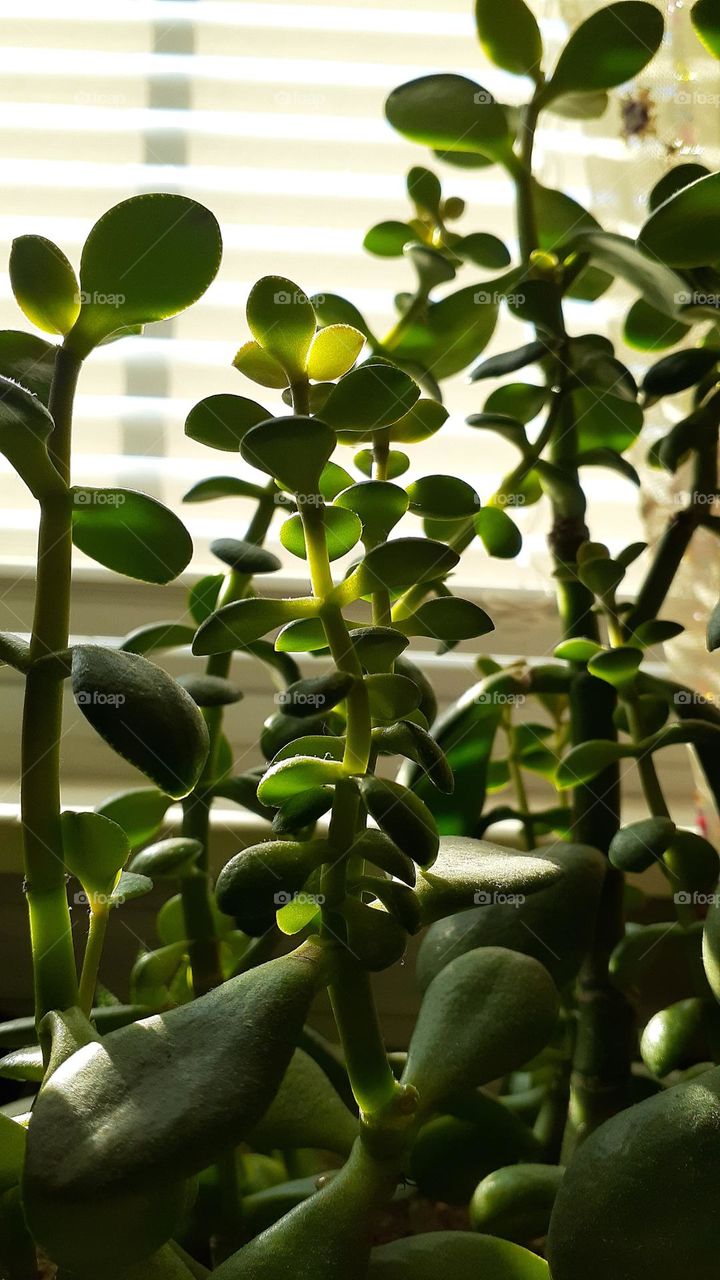 Jade Plant