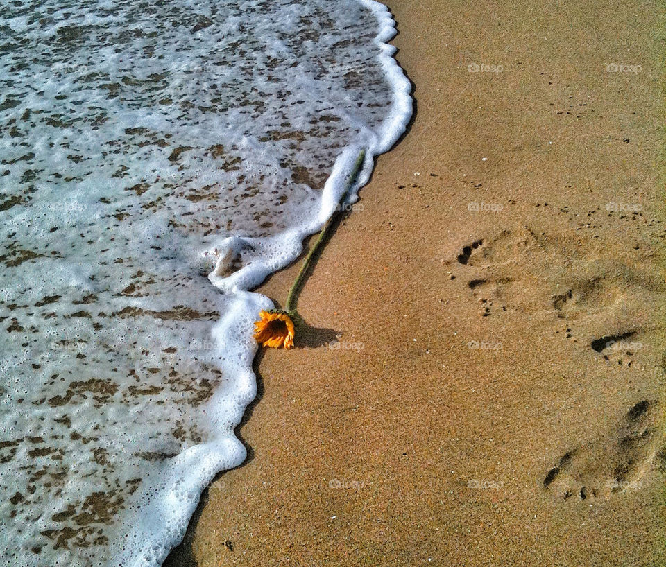 nature food prints california beach by analia