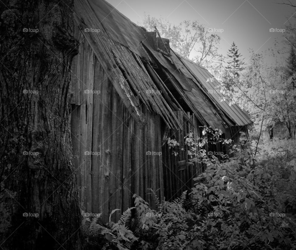 Black and white of a dilapidated cabin in the woods