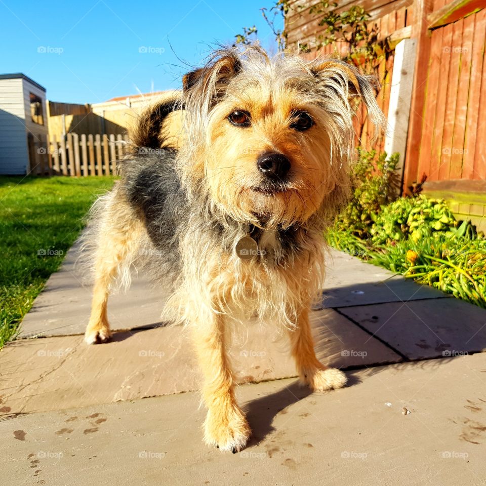 Cute dog, perfect portrait