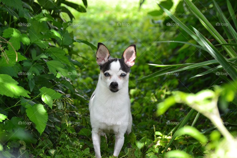 Chihuahua in the yard