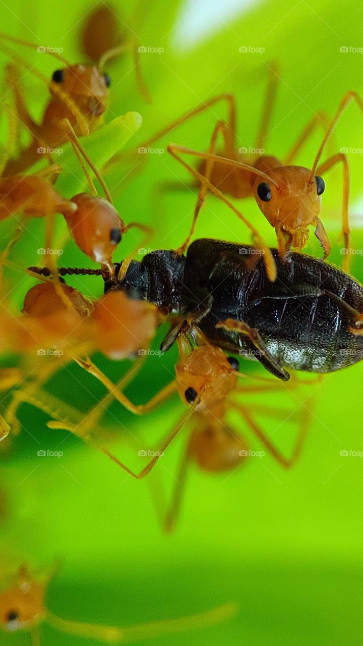 Strange Insect in an ant colony