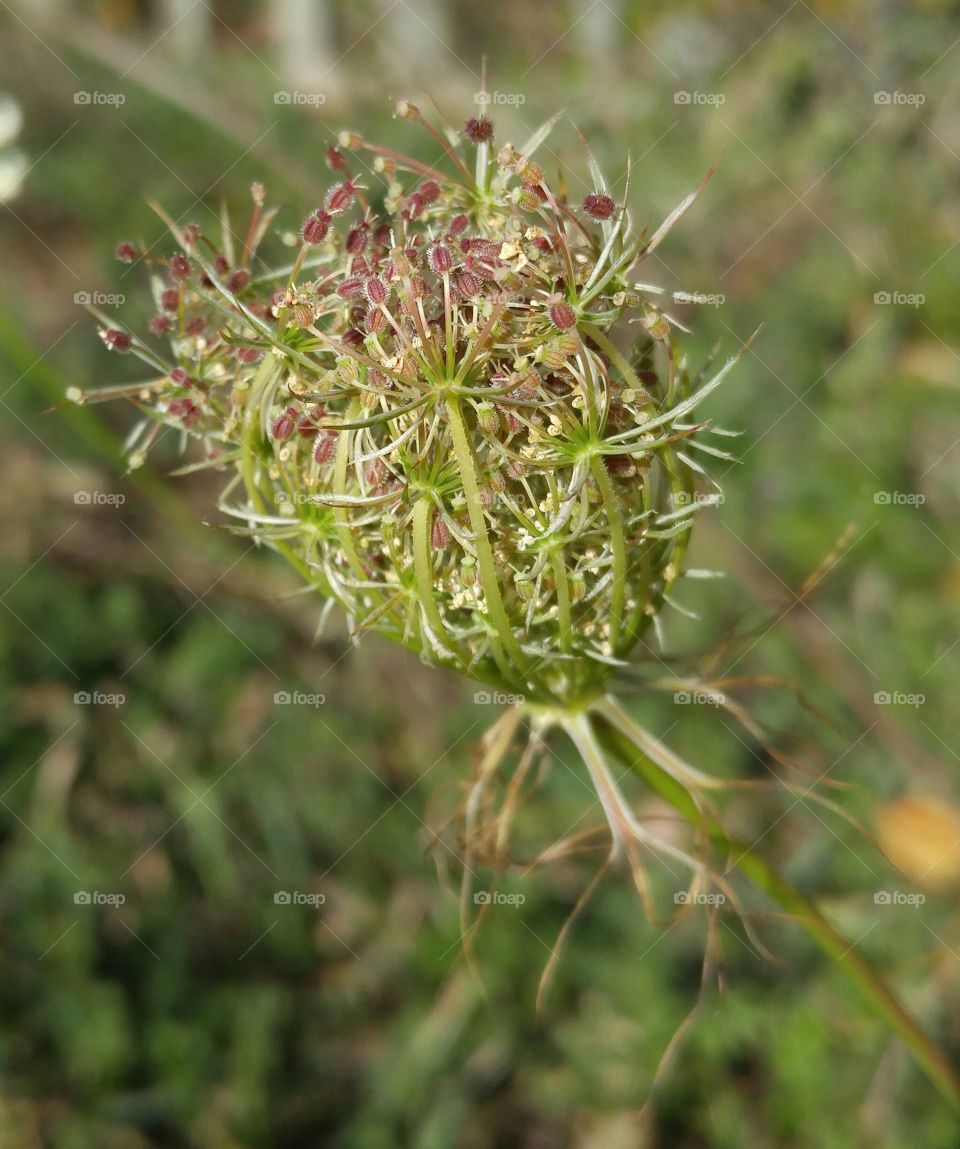 Close up weird plant. some kind of weird plant cradling something with purple tips