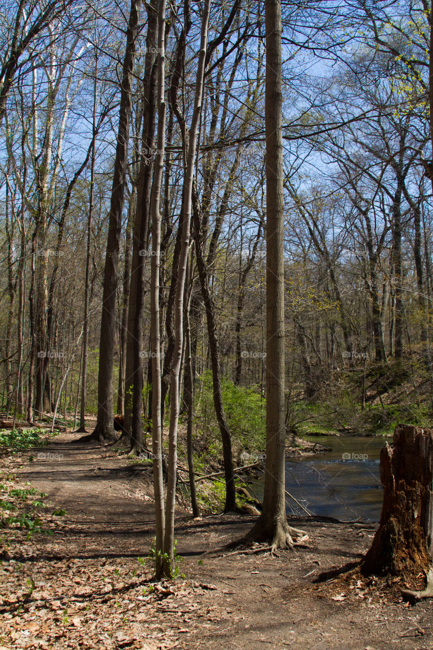 path by the creek. a path way along a creek