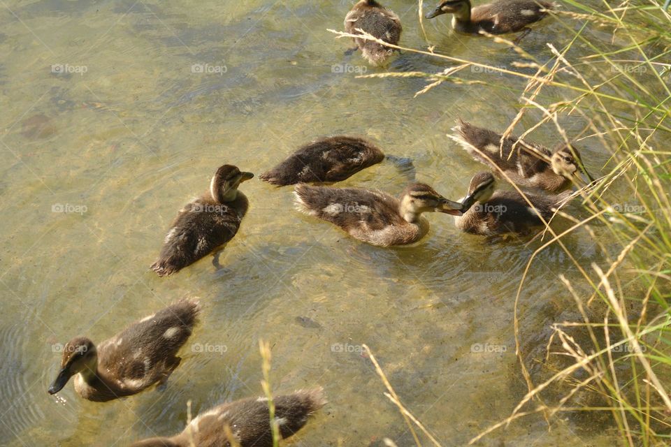 duck and ducklings on a lake summer time