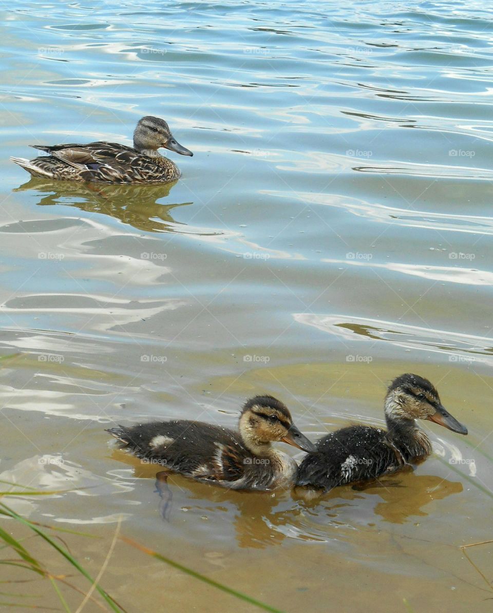 duck and ducklings