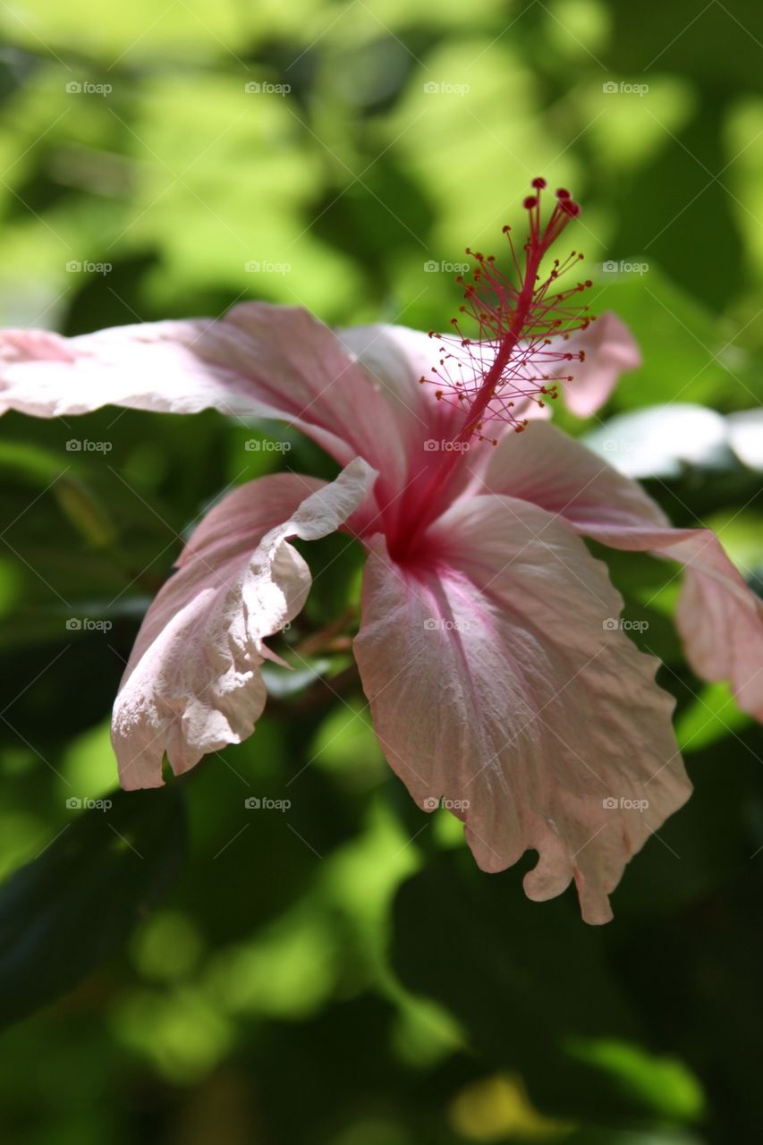 Hibiscus