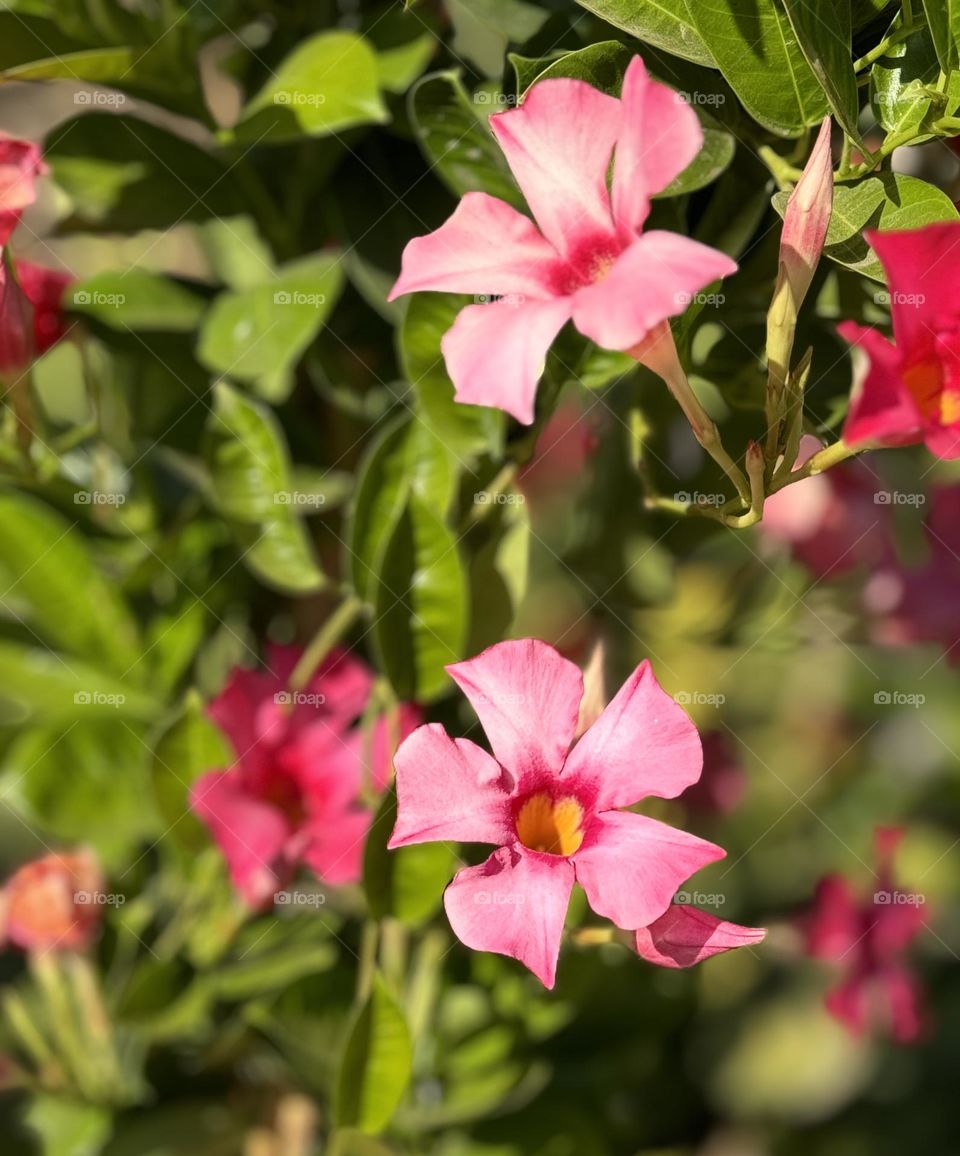 Pink flowers 