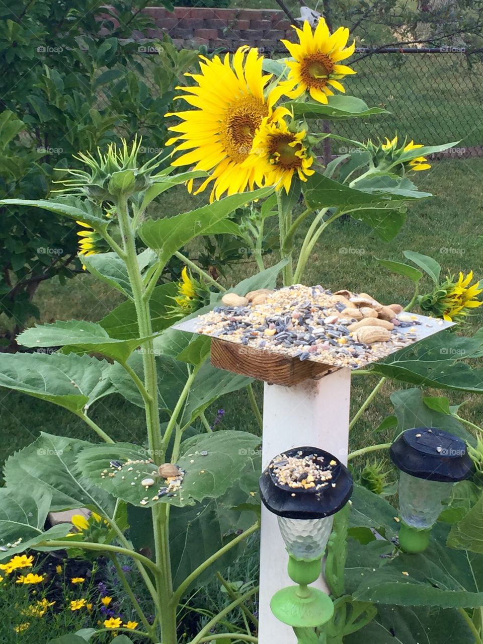 Sunflower feeding station