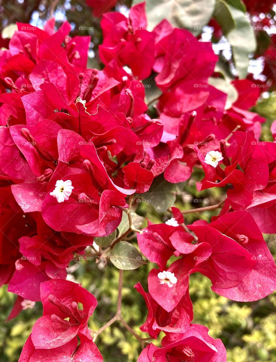 🌹 🇺🇸 Very beautiful flowers to brighten our day.  Live nature and its beauty. Did you like the delicate petals? / 🇧🇷 Flores muito bonitas para alegrar nosso dia. Viva a natureza e sua beleza. Gostaram das pétalas delicadas? 