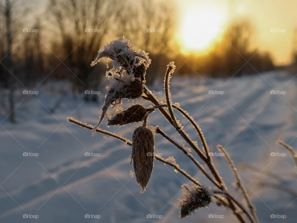 Frozen plant on the background of the setting sun on a cold winter day