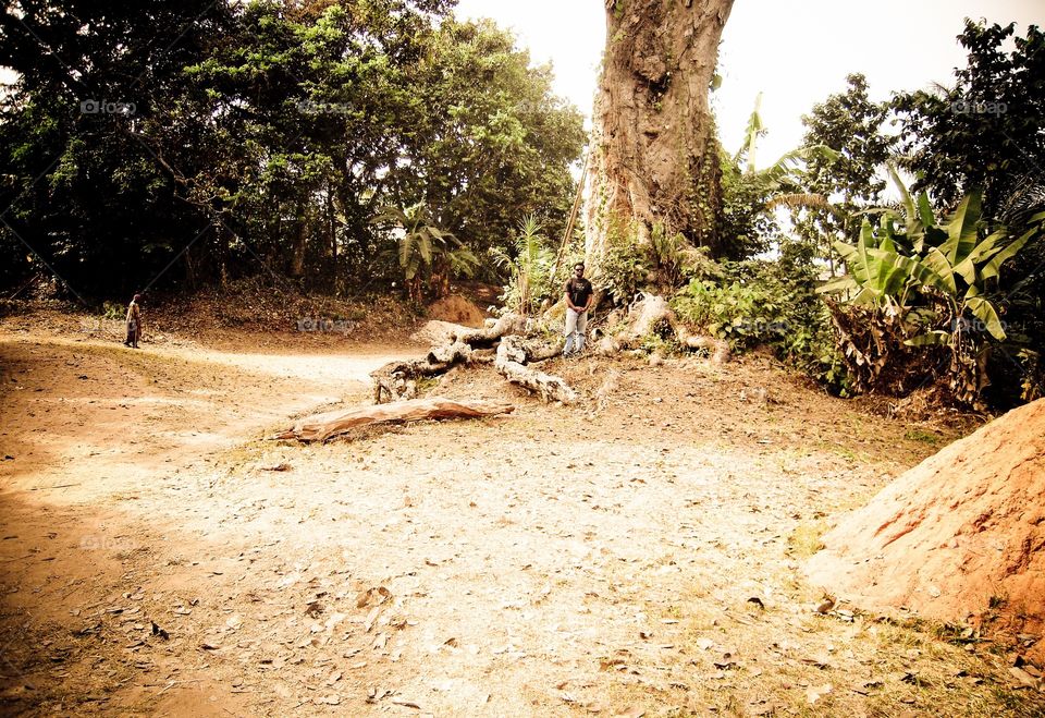 Huge tree in Nigeria 