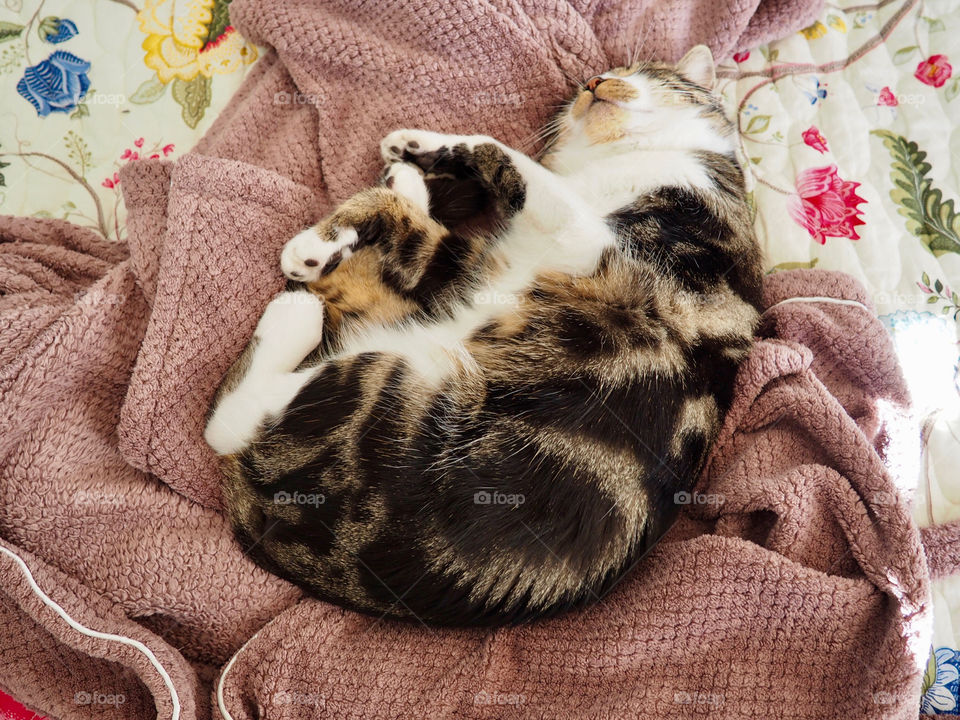 Adorable cat sleeping on fluffy robe on bed.