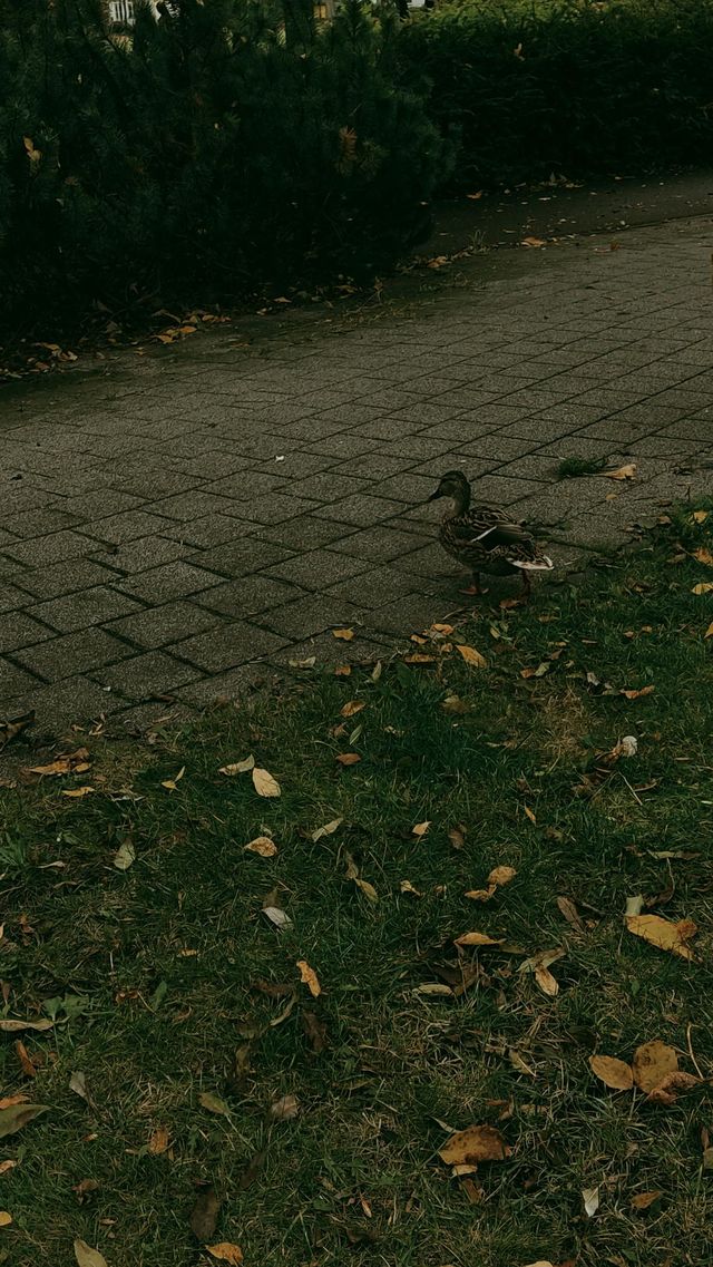 duck