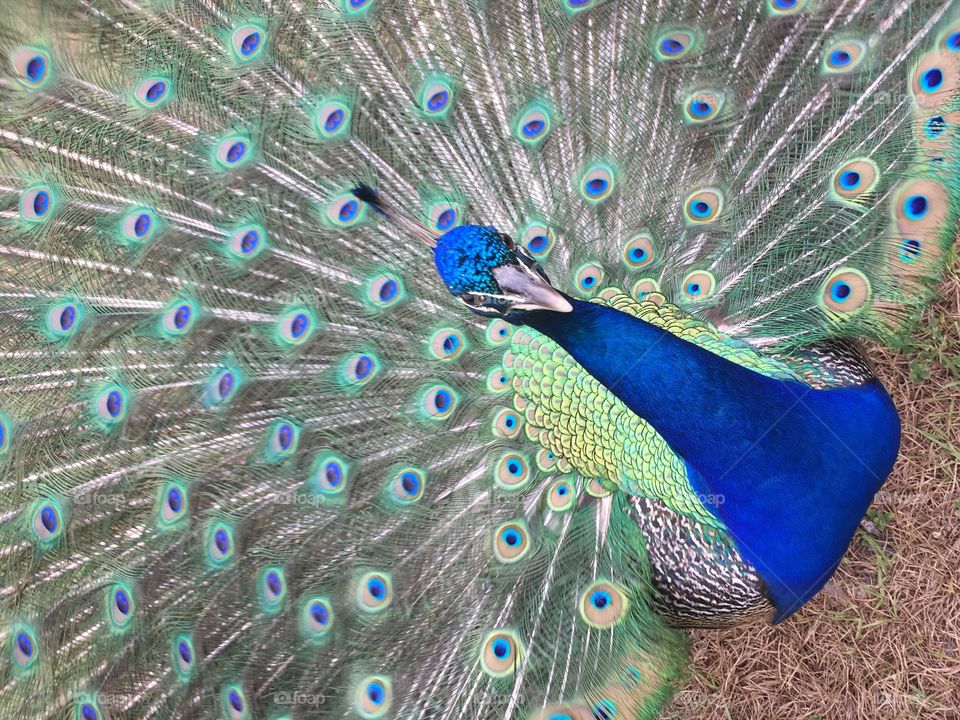 Beautiful blue peacock wild feathers eyes